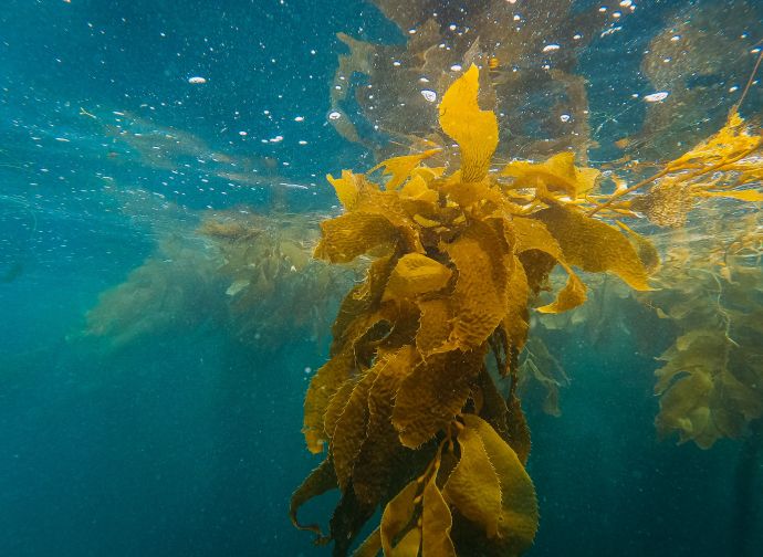 Yellow and Green Plant Under Water